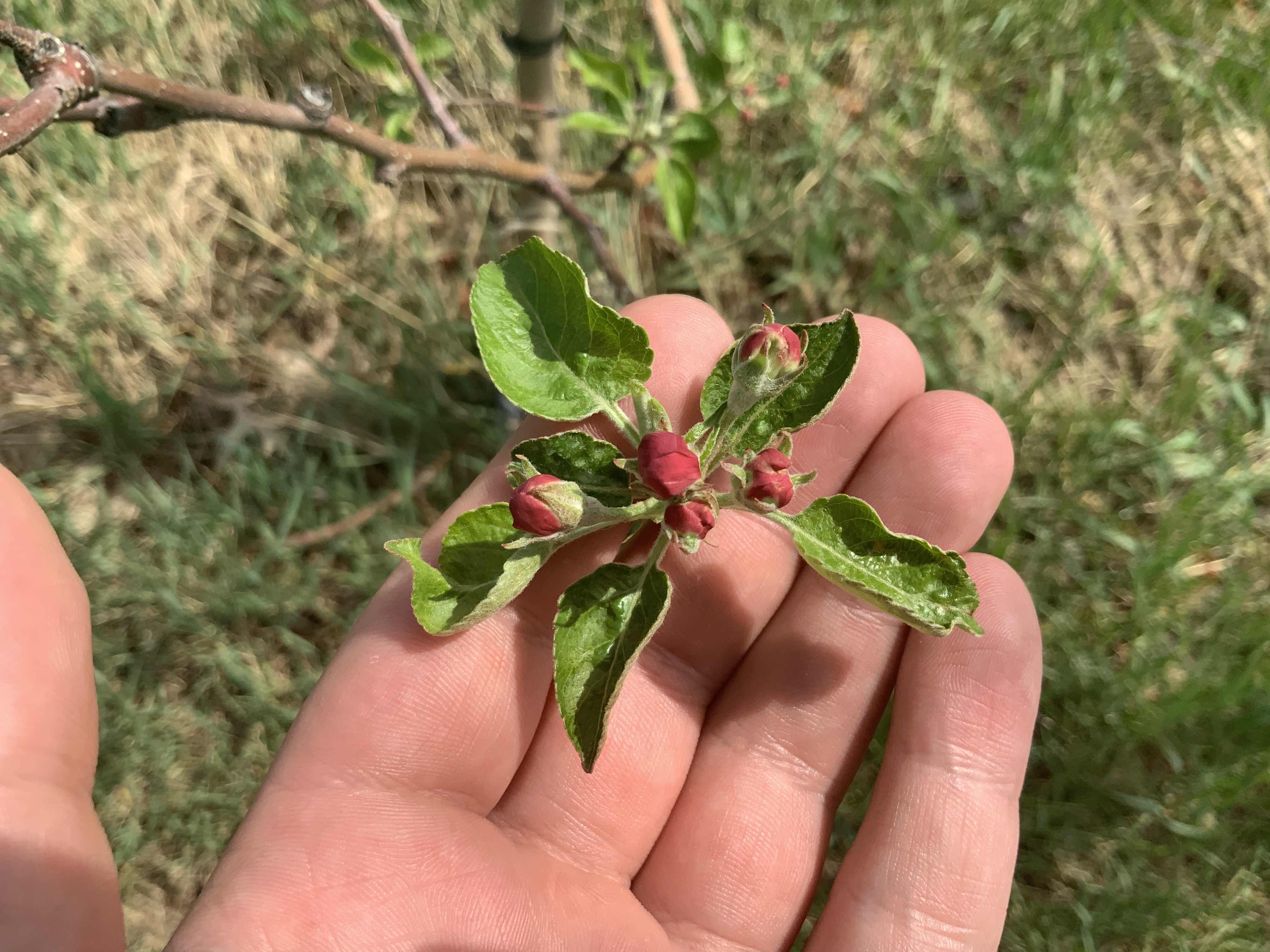 A hand holding Pink Lady apple flower buds.